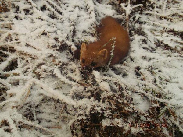 DSCF4247.thumb.JPG.423ca79f8d734c2fe95ad