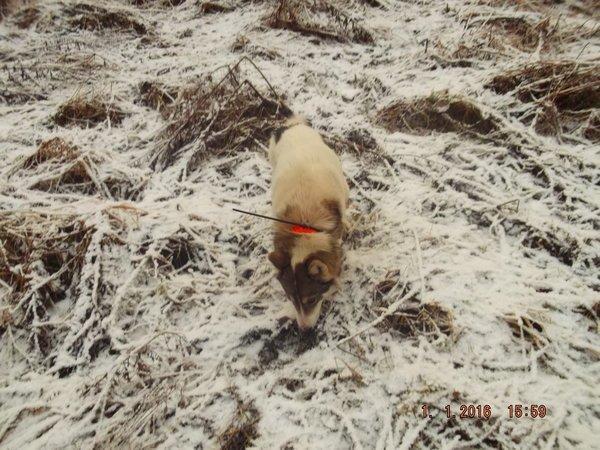 DSCF4253.thumb.JPG.db9b23405a756719c7096