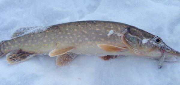 IMG_1650.thumb.JPG.b3516cf4f949f77eb4f76