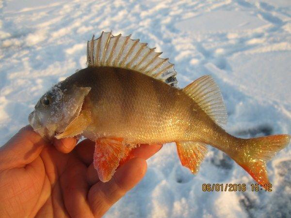 IMG_7861.thumb.JPG.f8f24ecd94f38a5f7118b