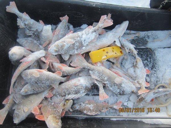 IMG_7864.thumb.JPG.3377f62aa5e4b0c262e96