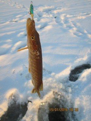 IMG_7959.thumb.JPG.8a87cb6df9d73aaa4bf11