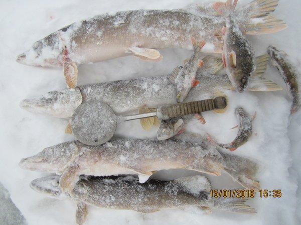 IMG_7961.thumb.JPG.8b002dccffa0647068739