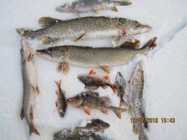 IMG_7963.thumb.JPG.81f3eea68200913527364