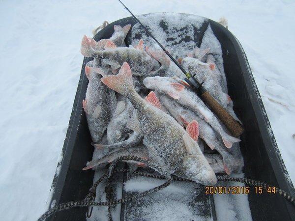 IMG_7969.thumb.JPG.1825856de098dba0b8605