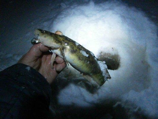 P1010484.thumb.JPG.8872e231acb47b85eb23a