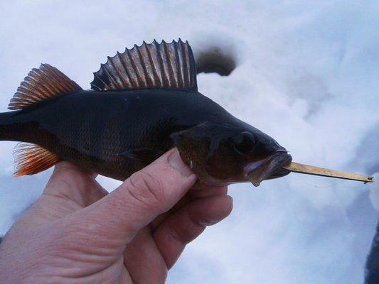 P1110495.thumb.JPG.d51f70d5e4755425ca187