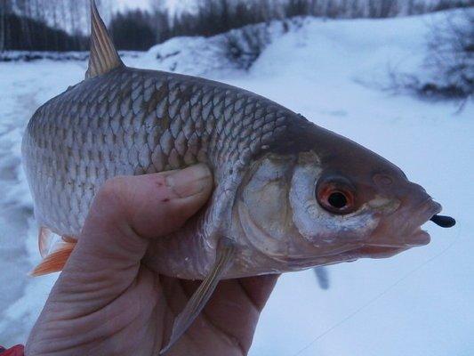 P1180491.thumb.JPG.f9f5a1a905c413dd34481