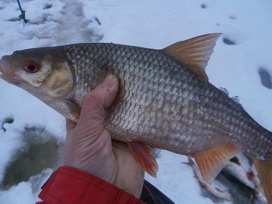 P1180494.thumb.JPG.c00c9b794157767c7ad93