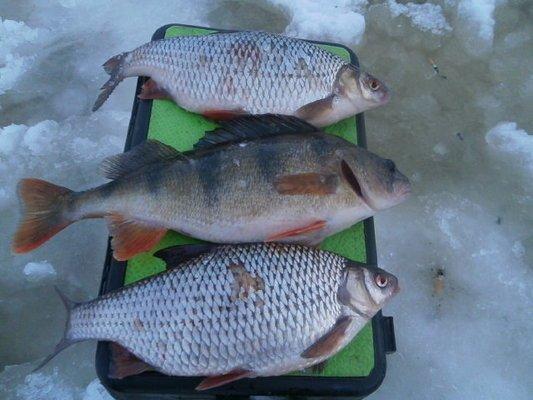 P1180501.thumb.JPG.cffdf55563a121e273b0b