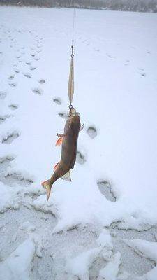 WP_20160122_11_15_28_Pro.thumb.jpg.ba37f