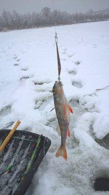 WP_20160122_11_21_01_Pro.thumb.jpg.a6939