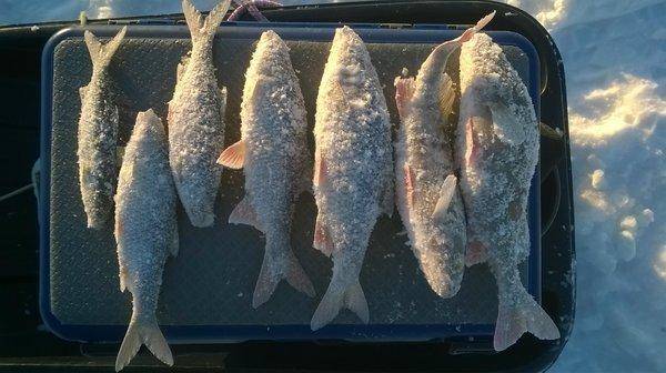 WP_20160123_007.thumb.jpg.91b512d1bcb7c7