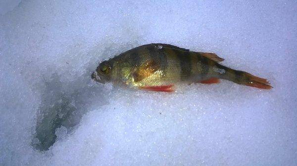 WP_20160130_009.thumb.jpg.039abc18dbe768