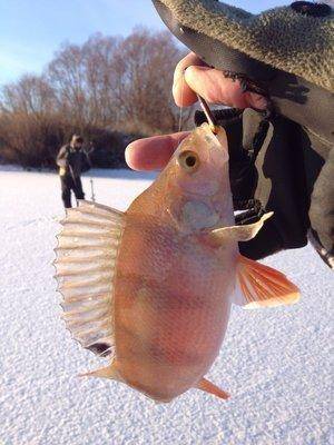 image.thumb.jpg.3bc56bf6357812b181ca9917