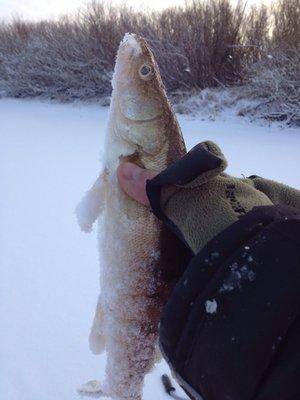 image.thumb.jpg.6938c778aca45dc362412745