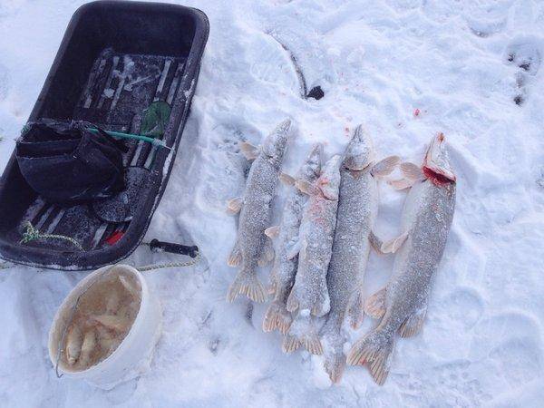 image.thumb.jpg.a495b3d71e85c85e0c2be817