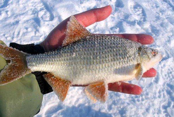 10.thumb.jpg.de481cede132452890478b7b401