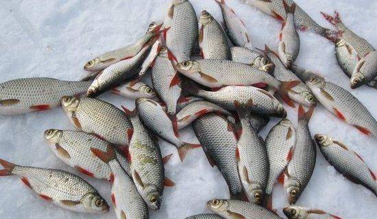 11.thumb.jpg.b98eb4a546a670a68b269248626