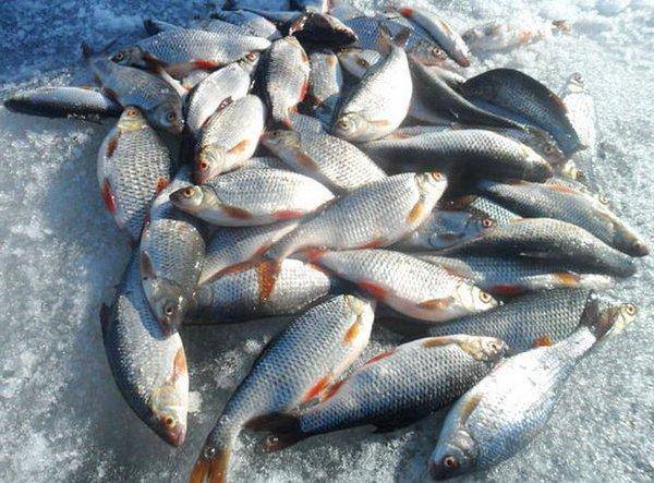 12.thumb.jpg.00c8f5c6452f3c4144c7650146f