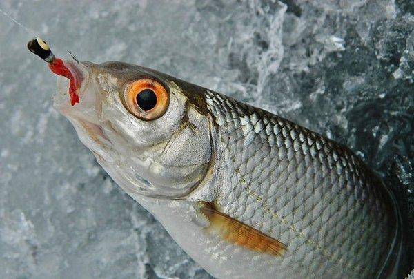 18.thumb.jpg.f2227a2e353ca34a8b4cfd7592e