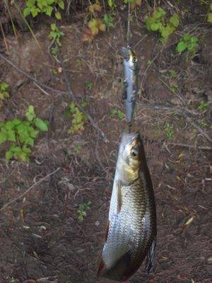 20140717_190732.thumb.jpg.b033815c9f81c2