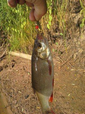 20140717_191838.thumb.jpg.e691ba561d7214