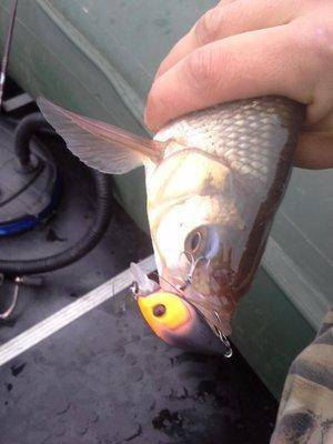 20141006_092835.thumb.jpg.32946f2fd3c838