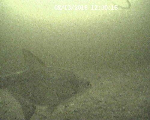 20160213123015.thumb.JPG.1c1c4dbc3990540