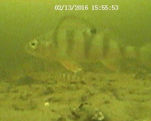 20160213155553.thumb.JPG.49576ba8d918dc7