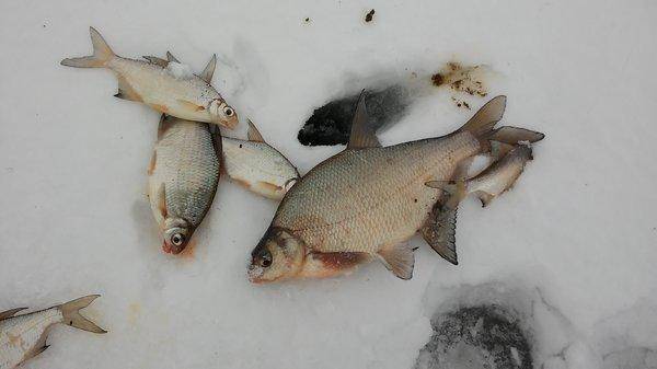 20160223_120600.thumb.jpg.e634dce16ee0ed