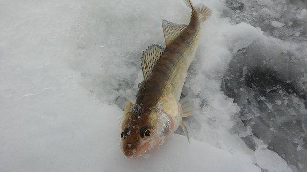 20160223_154143.thumb.jpg.9108e273fdab2e