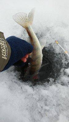 20160223_154326.thumb.jpg.743b82239df893