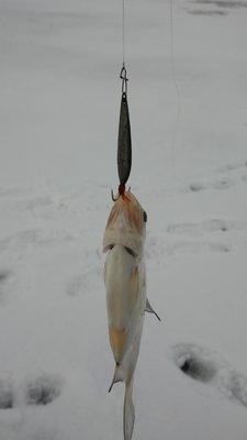 20160223_160138.thumb.jpg.815ebb0c9b03bd