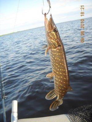 аркацкий 013.jpg