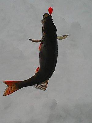 56b62bb1e9b39_62016001.thumb.jpg.1beec3f