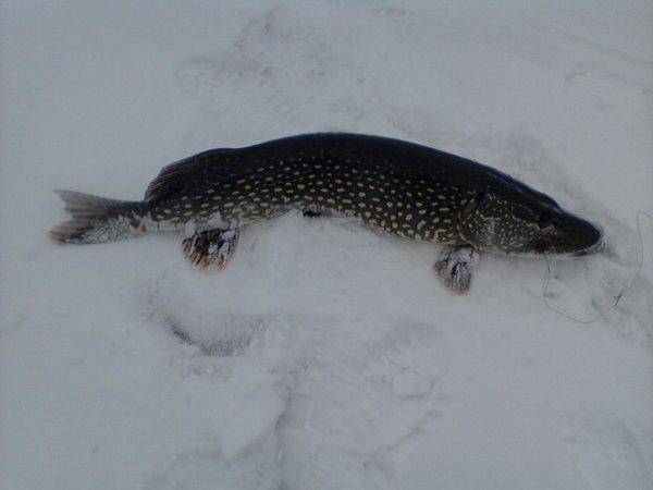 56b73f5fa76b4_-0088(2).thumb.jpg.2e3dd5b