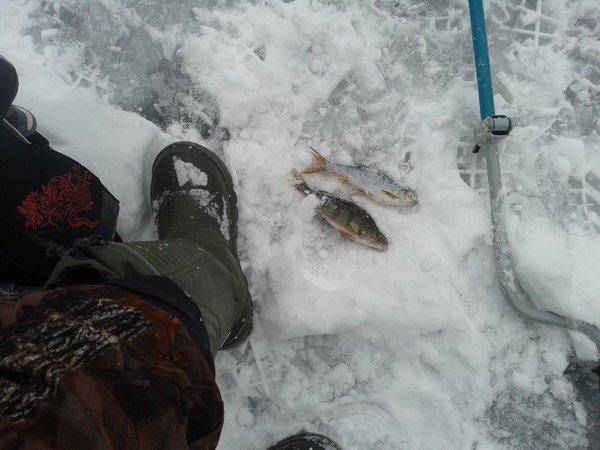 56b75a6c592fc_-0313.thumb.jpg.dc20986241