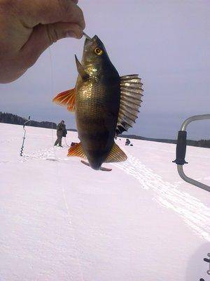 56c6162c9e858_1969.thumb.jpg.2dbca17446c