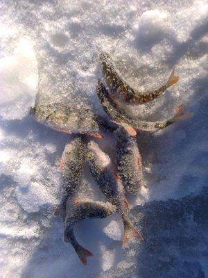 56ca0436463c6_2851.thumb.jpg.46bdd24f8ac