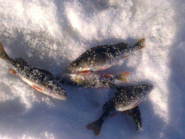 56ca0453aff31_2852.thumb.jpg.457b176d987