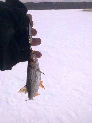 56ca047746cd3_2860.thumb.jpg.437b1fb5137