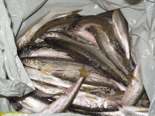 56ca12d72ce2b_.thumb.jpg.1093a8b4423ca13