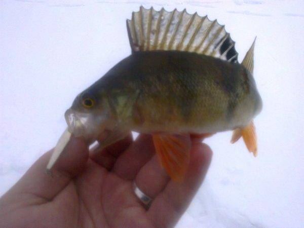 56cc9e5ad3599_2864.thumb.jpg.bce668e49f8