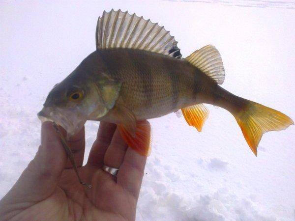 56cc9e6052ee5_2865.thumb.jpg.9be21157695