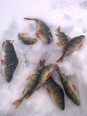 56cc9e65e67bb_2866.thumb.jpg.7325f244697