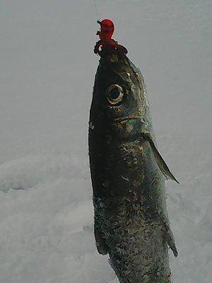 56d1dace2c9be_27.02.2016027.thumb.jpg.e4