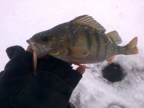 56d1f8be7bdc2_2890.thumb.jpg.9745338dee4