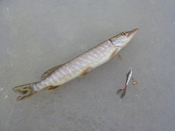 DSC00783.thumb.JPG.65fbcc65da71694d8b52d