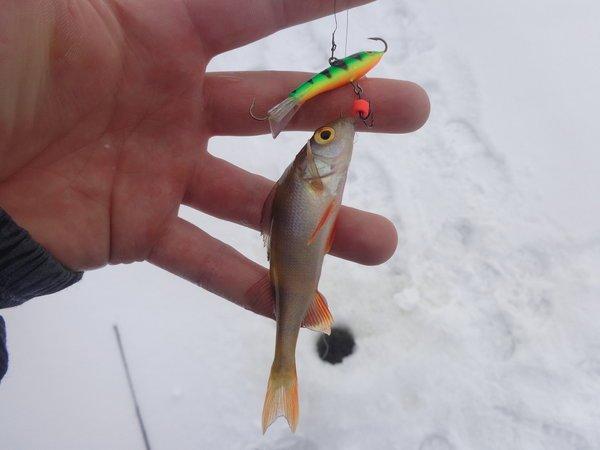 DSC01356.thumb.JPG.96ea88e17cccd671acc46